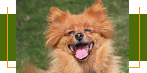 5 Zeichen, dass Ihr Hund glücklich ist