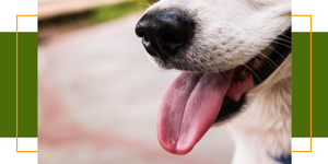 Mundgeruch bei Hunden