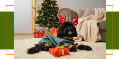 Weihnachten mit Hund: Risiken während der Adventszeit