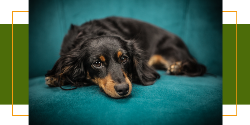 Behandlung von Trennungsangst bei Hunden