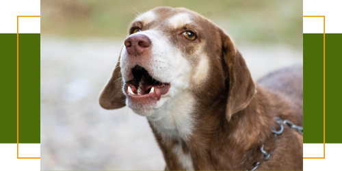 Wie bringe Ich meinen Hund dazu, nicht mehr zu Bellen?