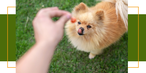 Belohnung richtig gemacht: Tipps für eine effektive und gesunde Hundetraining