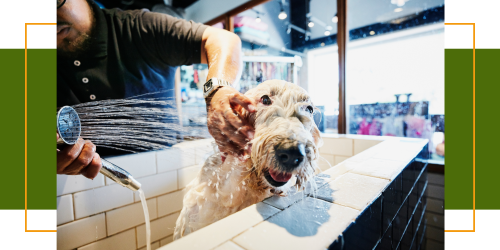 Hund richtig baden: Wie oft und welche Produkte sind geeignet?