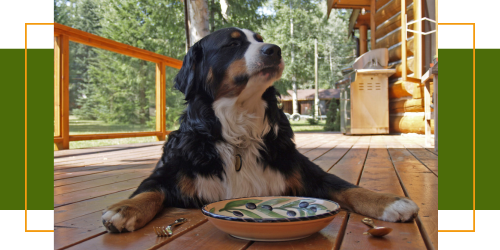 Hundefutter: Ist trocken oder Nassfutter besser für Hunde?