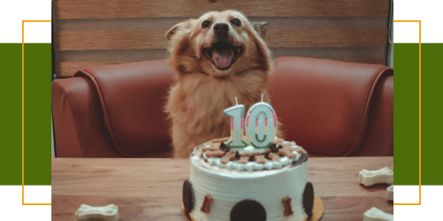 Lebenserwartung von Hunden: Was bestimmt ihr Alter?