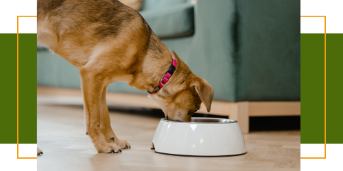 Hundeernährung: So fütterst du deinen Hund richtig