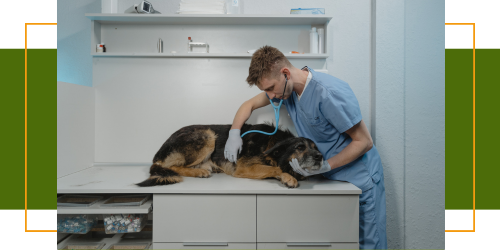 Wenn Ihr Hund erkältet ist: Ratschläge zur Erleichterung bei einer Erkältung