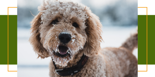 Die Risiken von Schneefressen bei Hunden: Ein umfassender Leitfaden