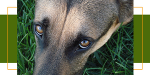 Insektenstiche beim Hund: Erkennen, Behandeln und Vorbeugen
