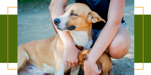 Eifersucht bei Hunden