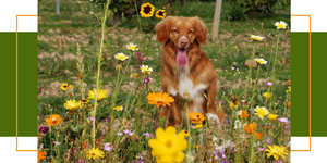 Diese Frühlingspflanze ist giftig für Hunde