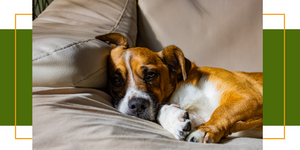 Magendrehung beim Hund: Ursachen und Vorbeugungsmaßnahmen