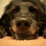 Dental Sticks natürliche Zahnreinigung für Hunde von Bellfor Hundefutter - 100 g