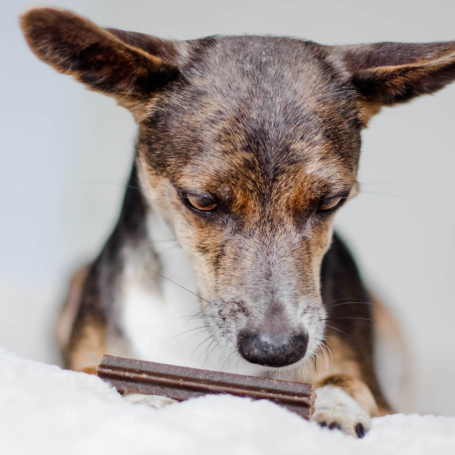 Dental Sticks natürliche Zahnreinigung für Hunde von Bellfor Hundefutter - 100 g