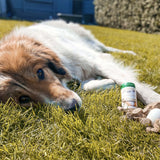 Nahrungsergänzung für Hunde - Gelenke & Knochen Kapseln mit Ovopet von Bellfor Hundefutter - 80 Kapseln