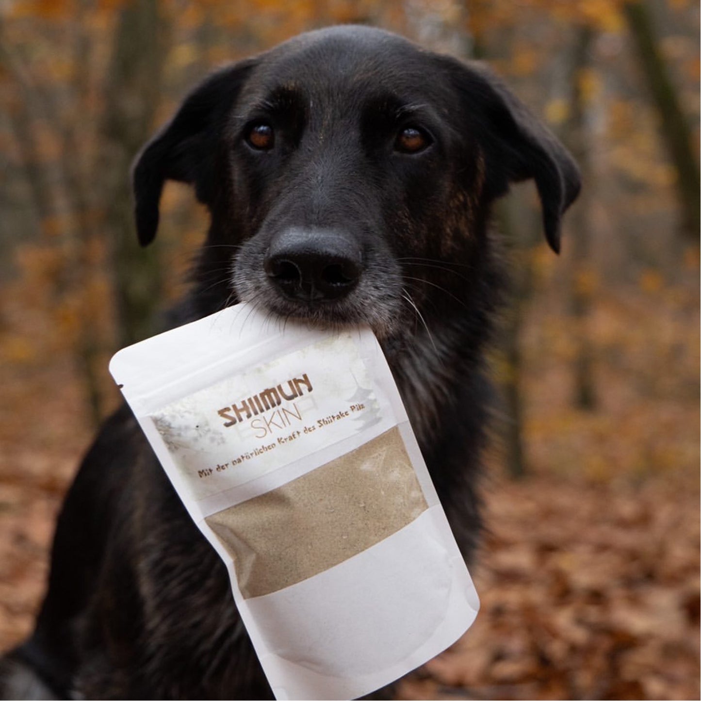 Nahrungsergänzung für Hunde mit Shiitake - Shiimun Skin Pulver von Bellfor Hundefutter - 50 g